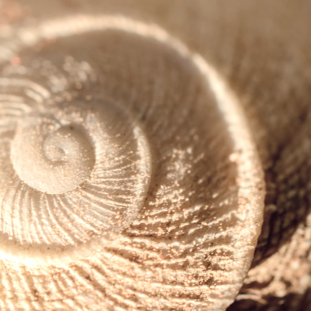 The inner curve of a shell, close up