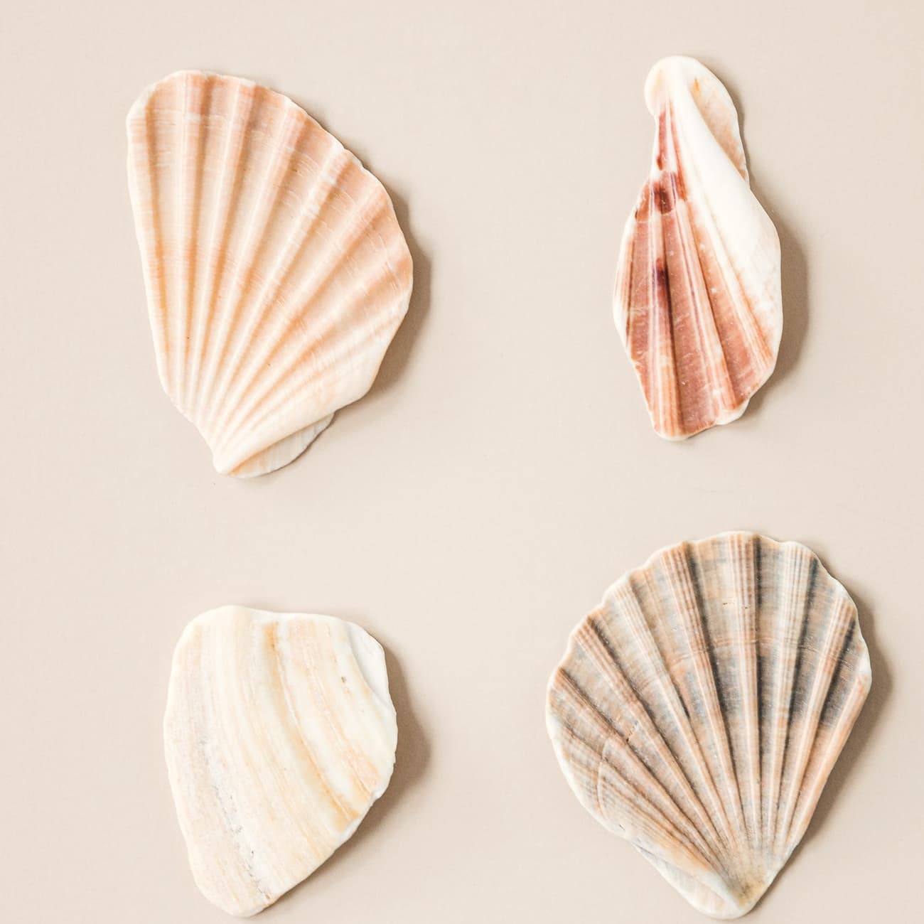 Pale scallop shells laid out on a warm neutral ground